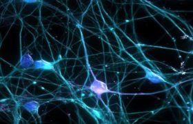 Poradnia Neurologiczna